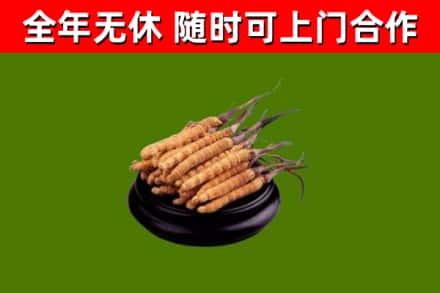 陆丰烟酒回收冬虫夏草.jpg