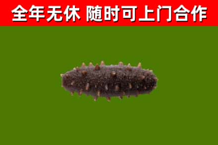 陆丰回收海参干